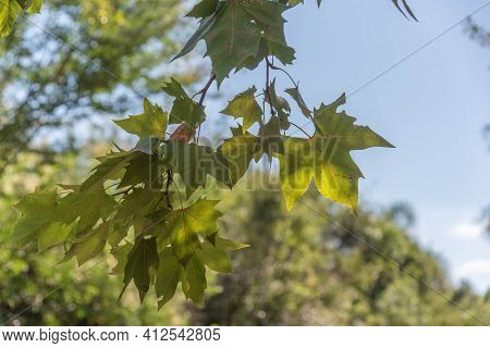 The Maple Tree In Contrast To The Blue Horizon. Ornamental Plant. Trees Of The Genus Platanus, Of Th