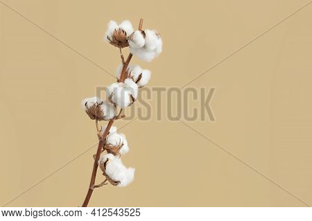 Branch With White Fluffy Cotton Flowers On Beige Background Flat Lay. Delicate Light Beauty Cotton B