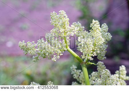 Wild Meadow Plant With White Small Flowers Meadowsweet