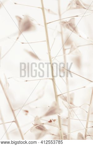 Little Heart Shape Dry Romantic Delicate Light Rose-beige Flowers Wedding Macro Nature Vertical Wall