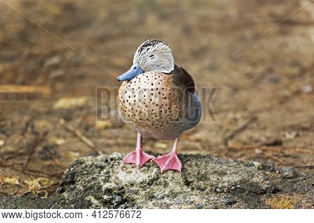A Male Ringed Teal, Callonetta Leucophrys, Sleeping On Shore