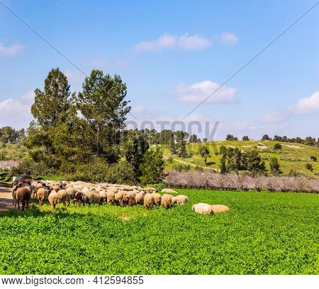 Large flock of sheep and rams is driven along a dirt road around the meadows. Wide green meadow with lush tall grass. Spring green world. Warm sunny february day in Israel. 