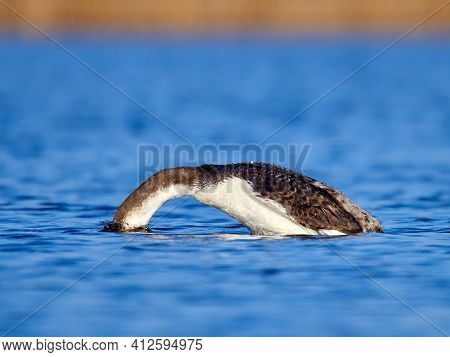 Black-throated diver (Gavia arctica) in natural habitat