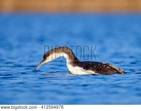 Black-throated diver (Gavia arctica) in natural habitat