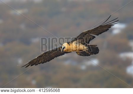 Bearded Vulture (gypaetus Barbatus), Also Known As The Lammergeier (or Lammergeyer) Or Ossifrage, Is