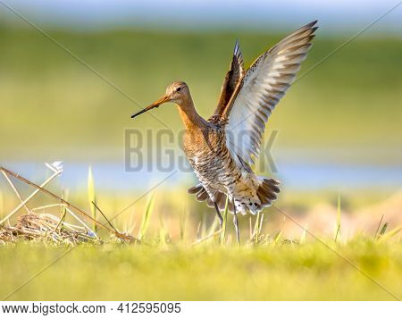 Black-tailed Godwit (limosa Limosa) Wader Bird Flying Off. About Half Of The World Population Of Thi