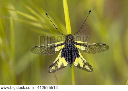 Owly Sulphur (libelloides Coccajus) Rare Insect Species Resting On Twig In Tuscany, Italy, April.