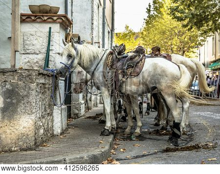 White Saddled Horses Waiting On Traditional Abrivado Bull Running Festival In Southern France