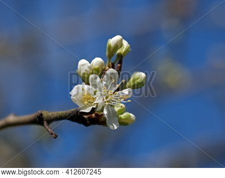 White Buds Of Victoria Plum Blossom In Sunlight.