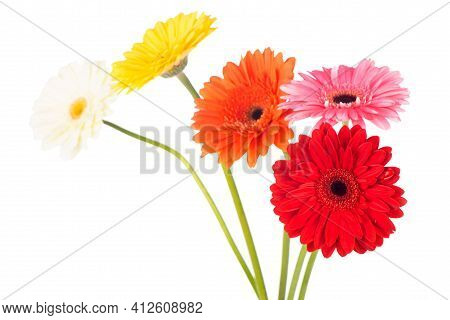 Beautiful Gerbera Flowers Isolated On White Background