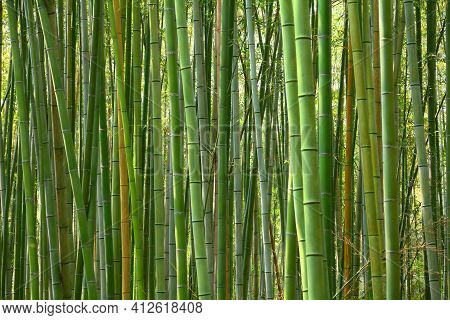 Bamboo Forest Background - Japan Nature. Sagano Bamboo Grove Of Arashiyama.