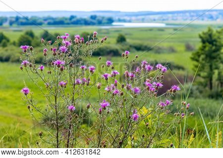 Thistle Thickets In The Meadow During Flowering