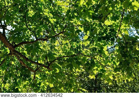 Branches Of A Tree With Bright Green Leaves And Gaps In The Blue Sky For Use As A Background And Tex