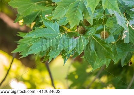 Green Leaves And Young Futis Of Pltatanus Oreintalis Tree In Sunset Light. Platanus Orientalis, The 