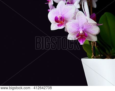 Close-up Pink Spotted Orchid,green Leaves In White Pot On Side,dark Background.beautiful Flower,tren