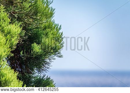 Green Branches Of The Evergreen Tree Cryptomeria On Blue Sea Background. Cryptomeria Japonica, Japan