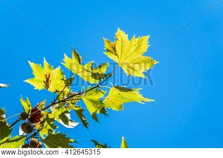 Green Leaves Of Pltatanus Oreintalis Tree On Blue Sky Background. Platanus Orientalis, The Old World
