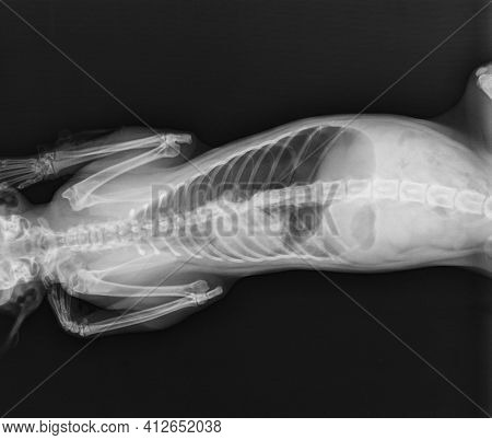 Cat X Ray. Cat Chest Thorax X Ray Thorax Ventral View