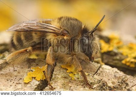 Closeup Of A Large Female French Digger Bee, Anthophora Biciliata In Gard, France