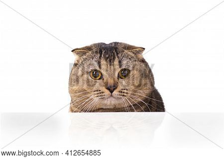 A Brown Scottish Fold Cat With Yellow Eyes Peeping Out From Behind A White Table. The Cat Peered Cur