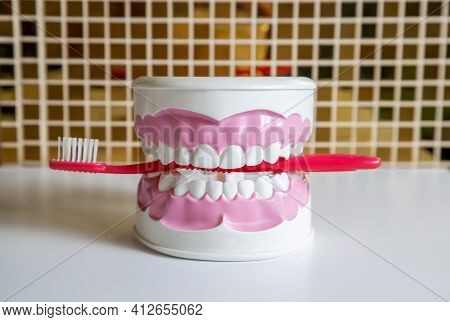 Clean Teeth Dental Jaw Model And Red Thooth Brush On The Table In Dentist's Office. The Concept Of P