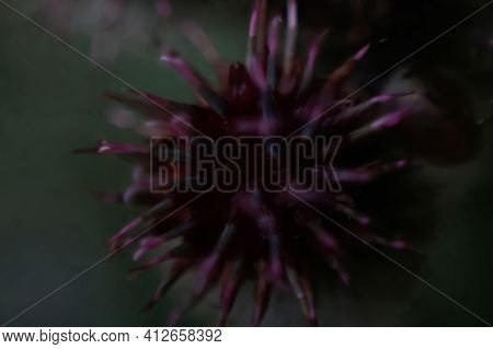 Defocus One Globe Burgundy Thistle Flowers Grass Wild On Green Background. Globe-thistle Flower. Cor