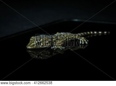 Macro Photography Of A Geko On A Mobile Screen