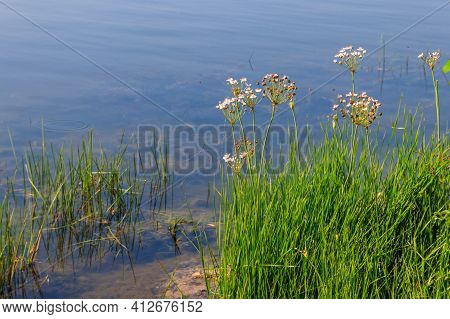 Flowering Rush Or Grass Rush (butomus Umbellatus) On A River Shore