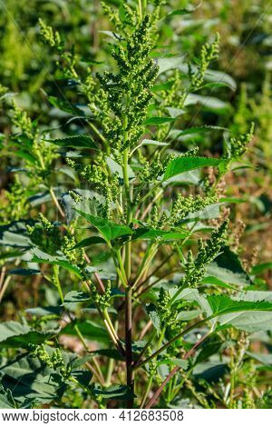 Iva Xanthiifolia Plants (cyclachaena Xanthiifolia, Giant Sumpweed, Marsh-elder)