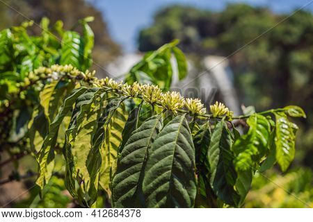 Coffee Tree Blossom With White Color Flower Close Up View
