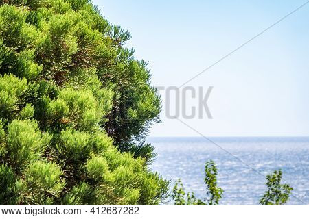 Green Branches Of The Evergreen Tree Cryptomeria On Blue Sea Background. Cryptomeria Japonica, Japan