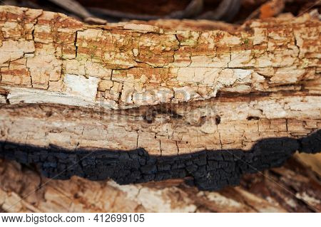 Rotten Wood Texture. Rotten Tree Close-up And Its Rotten Fragments.