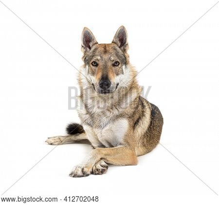 Czechoslovakian Wolf dog looking at the camera, arms crossed, lying in front