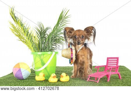 Russkiy Toy In Front Of White Background