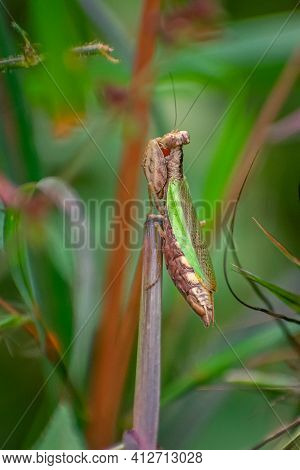 Purple Boxer Mantis Ephestiasula Rogenhoferi Is A Species Of Praying Mantis In The Family Hymenopodi