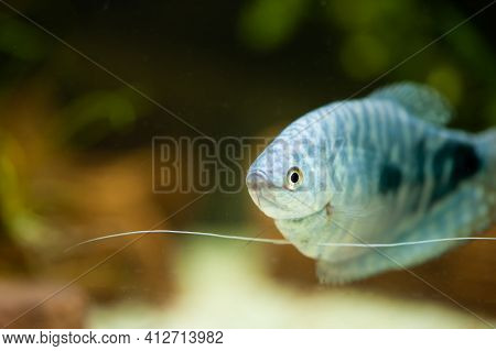 Trichogaster Trichopterus Fish In A Beautiful Aquarium