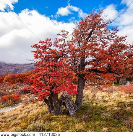 Golden Forest In Patagonia