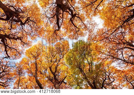 Golden Forest In Patagonia