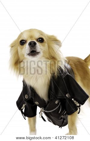 Chihuahua สวมใส่แจ็คเก็ตหนังสีดำ