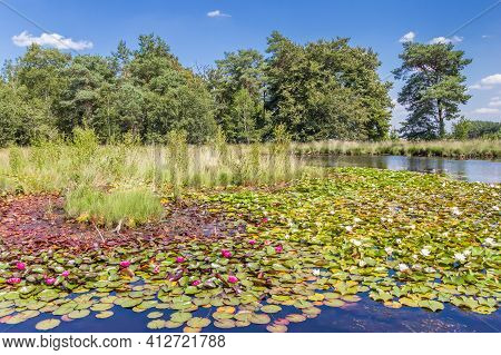Pink Waterlilies In The Moors Of Dwingelderveld National Park, Netherlands