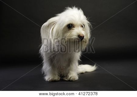 Valkoinen Chihuahua rajat Sat eristetty valkoisella taustalla
