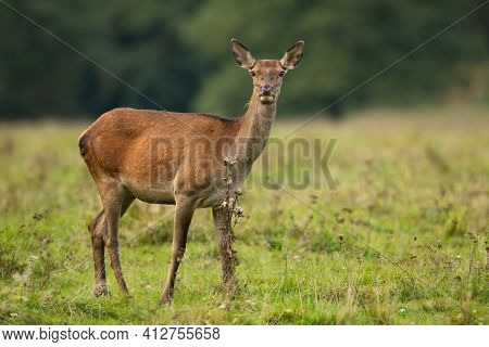 Red Deer Hind Standing On Meadow In Autumn Nature.