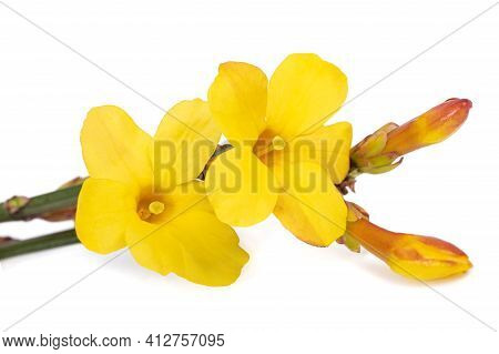 Yellow Winter Jasmine Flowers Isolated On White Background