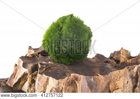 Moss Balls On A Rock Isolated On White Background