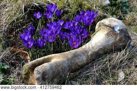 Although It Is The Bone Of A Large Animal Lying Next To A Cluster Of Crocuses Somewhere Far Away On 
