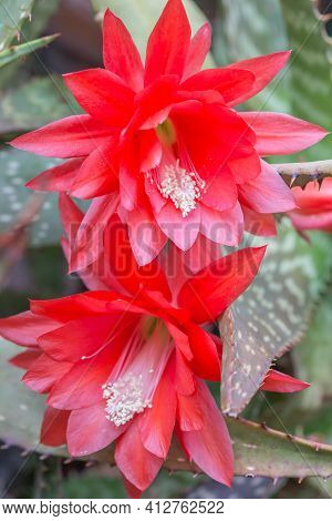 Vertical Image Of Red Epiphyllum Orchid Cactus Growing In A Greenhouse.