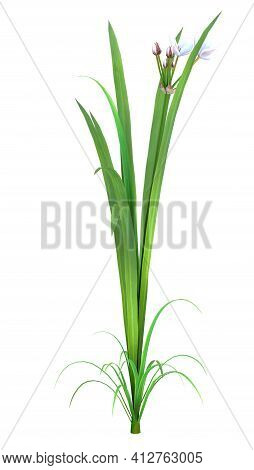3D Rendering Butomus Plant On White