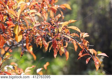 Red Leaves Of The Plum Tree On A Sunny Autumn Day. Red, Orange Tones Of Autumn Withering. Mid Of Fal