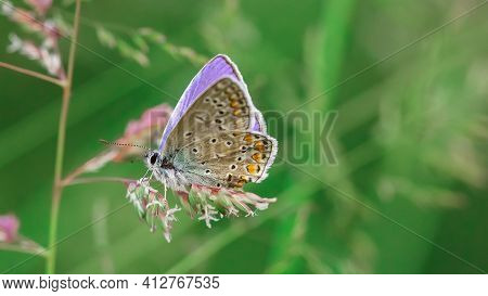 Butterfly In A Meadow In Summer, Close-up Of A Macro, Shallow Debth Of Field