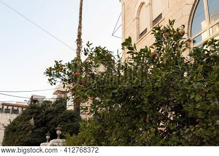 Evening View Of A Small Mandarin Tree Growing Near A House On Lev Haivri Street In The Old Jerusalem